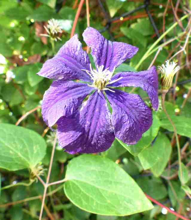 clematis