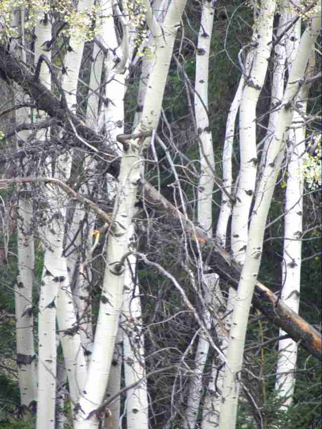 aspens