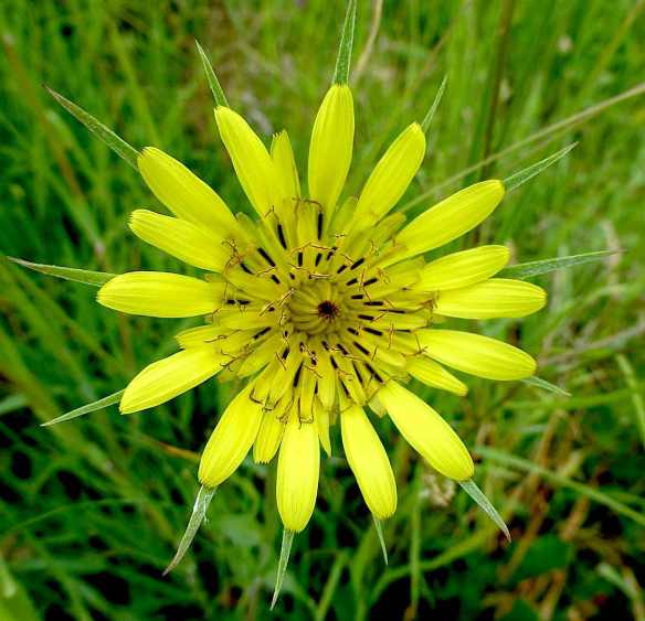 salsify2