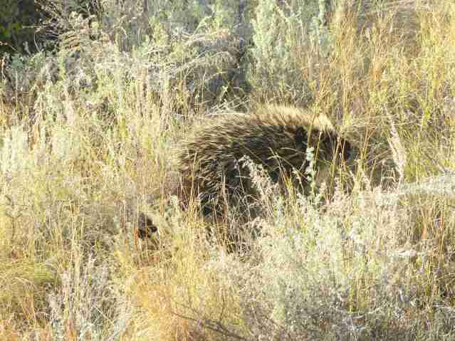 porcupine4