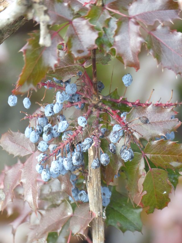 oregongrape