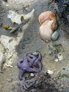 seastar and blob