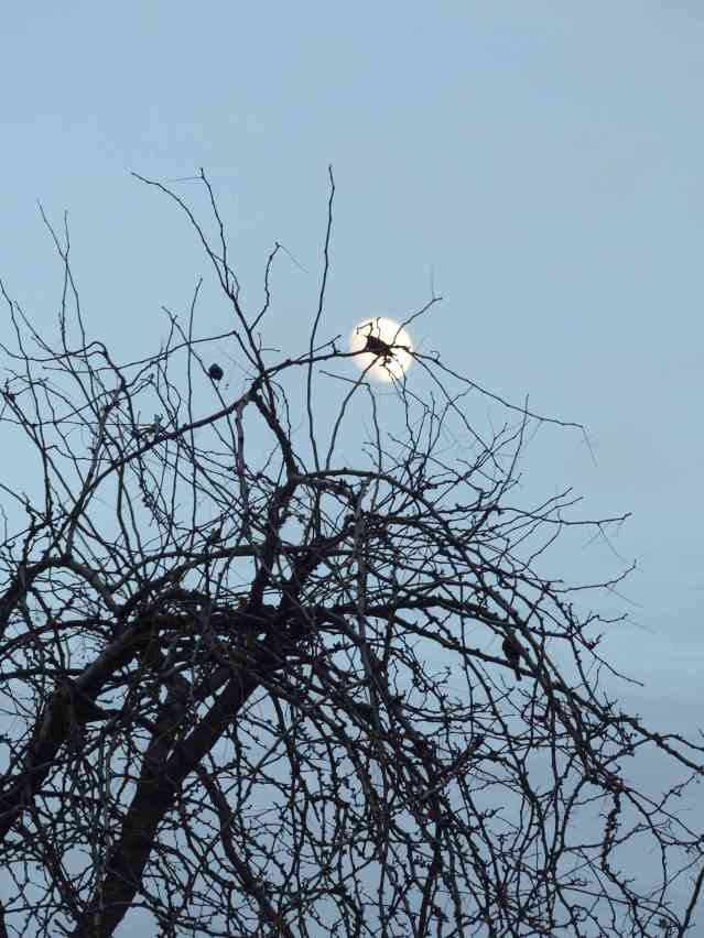 starling2