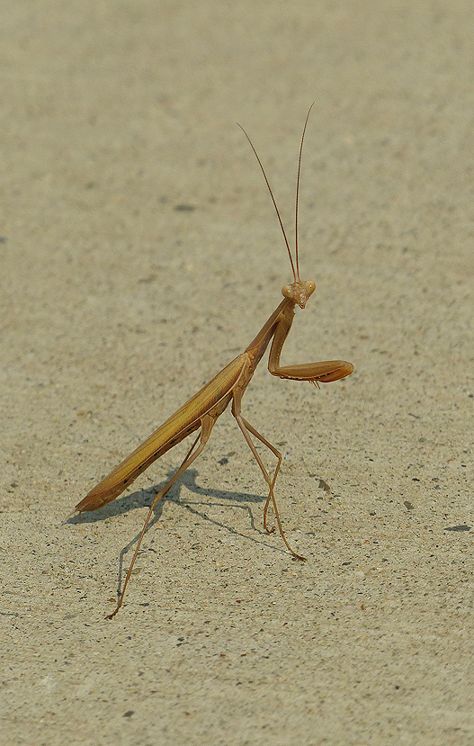 mantis3