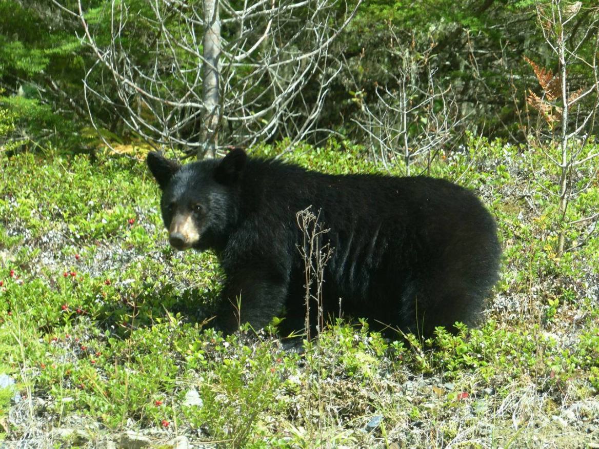 This image has an empty alt attribute; its file name is dogmoon.jpg