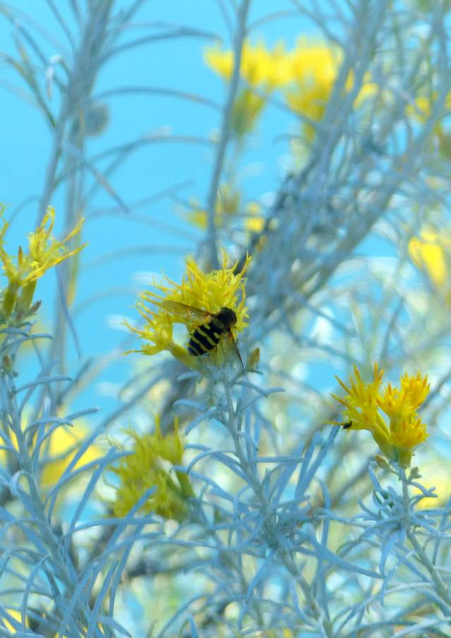beesonrabbitbrush