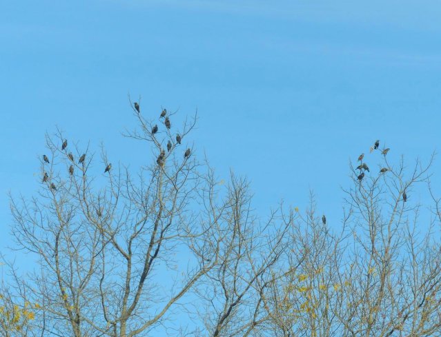 starlings