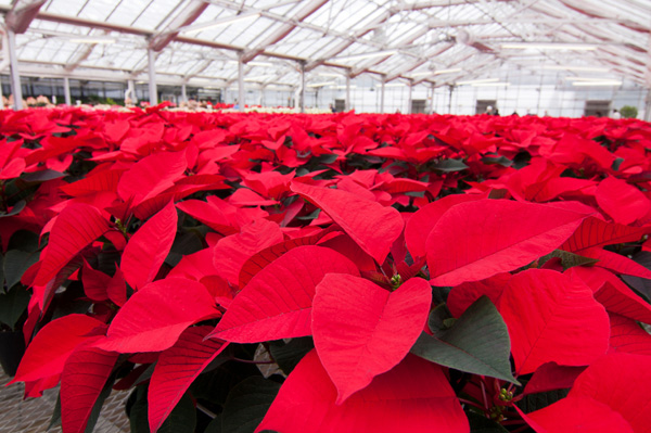 poinsettia-plants