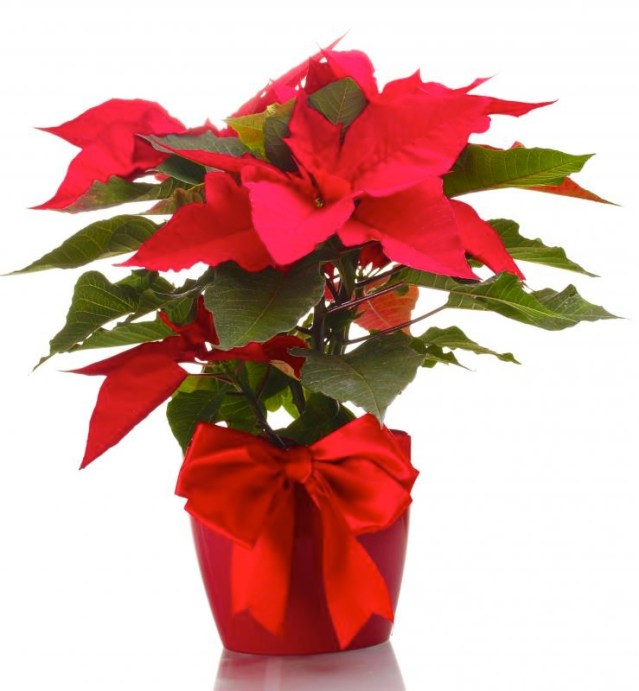 poinsettia