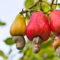 Cashew-Nut-The-Cholesterol-and-Fat-Busting-Super-Nut