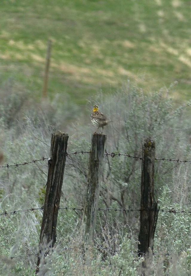 meadowlark
