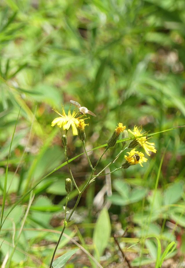 beefly
