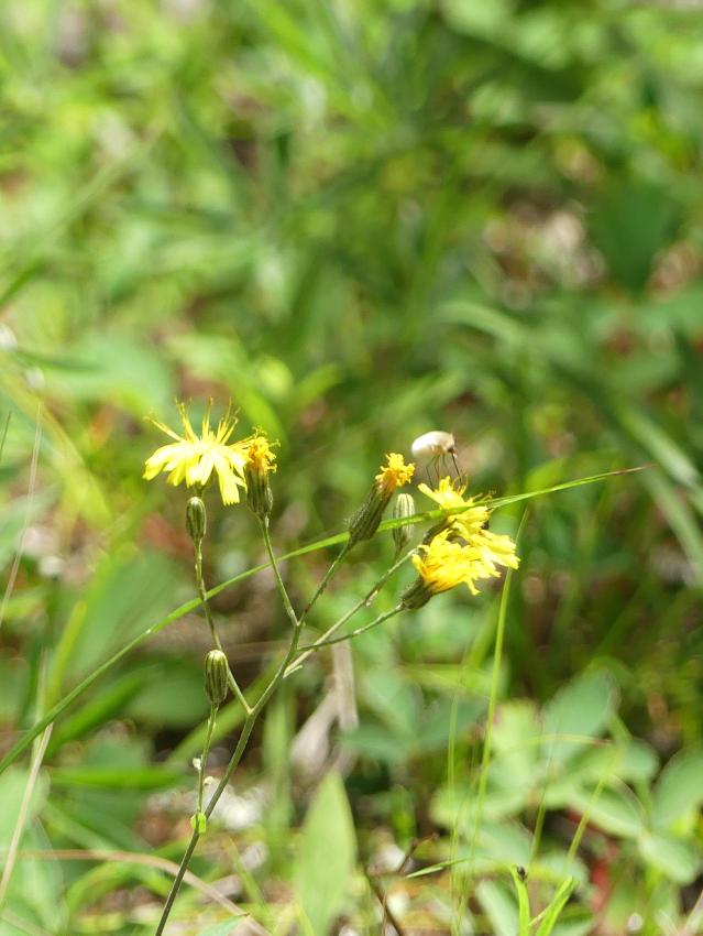 beefly2