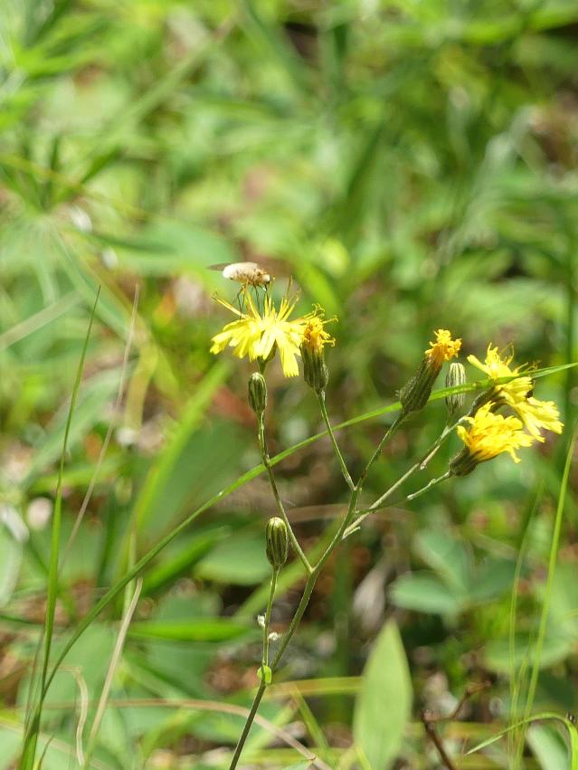beefly3