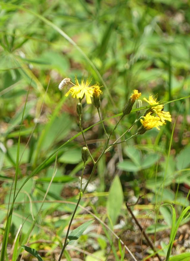 beefly4