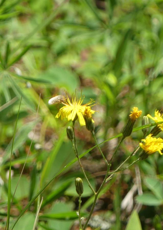 beeflylegs