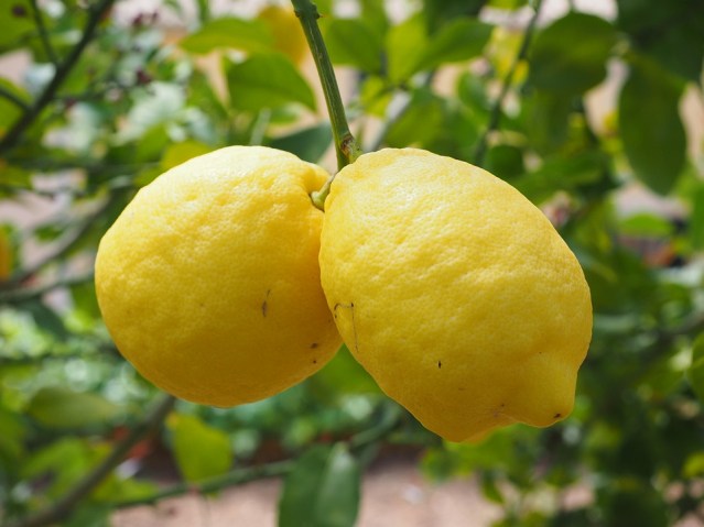 lemon-1117562_960_720