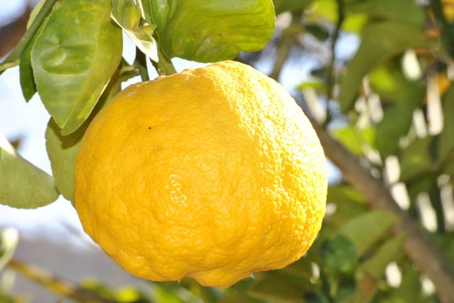 lemon-181650_960_720