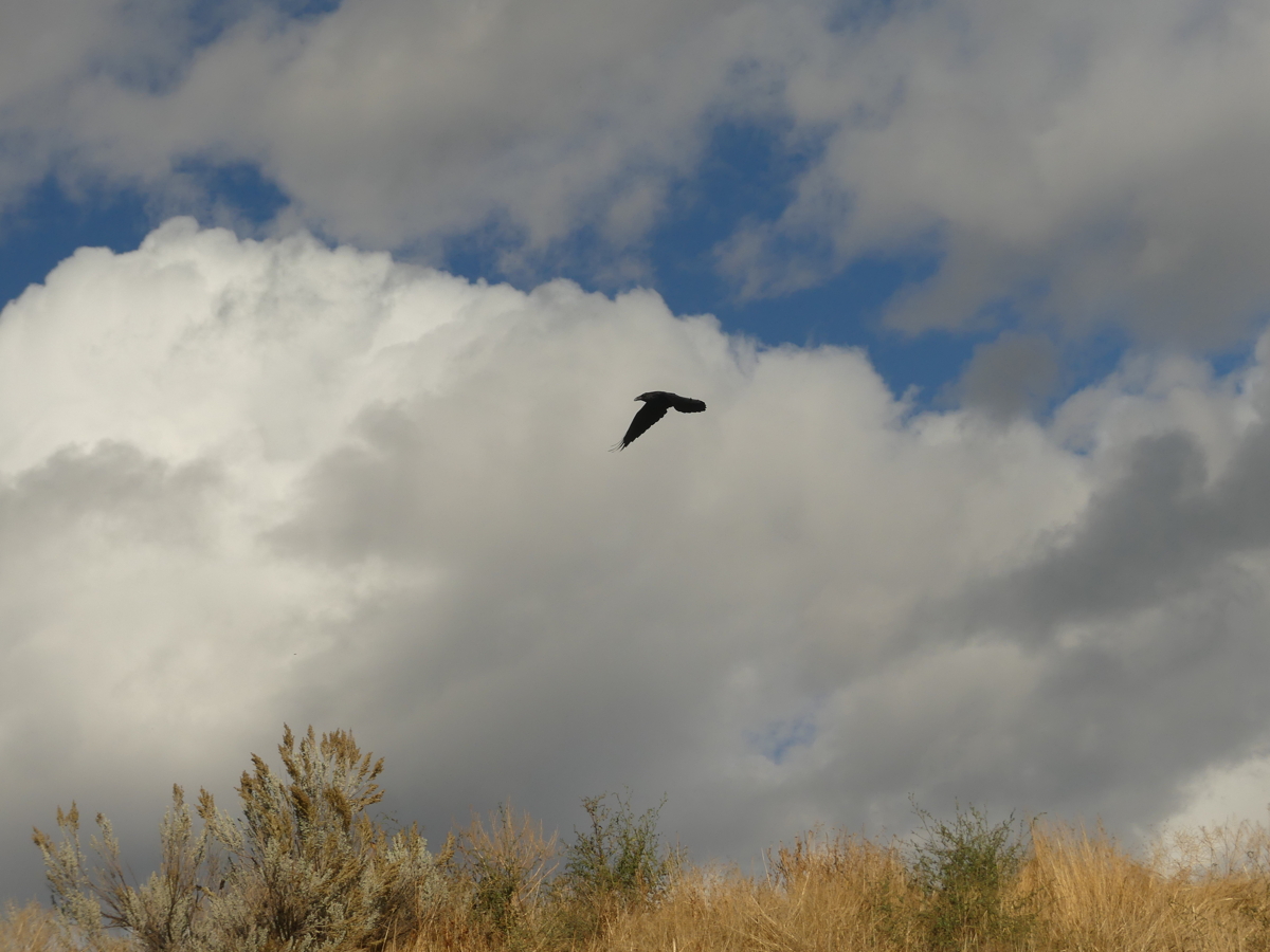 Raven Floating Line Raven Goes Floating Today – Okanagan Okanogan