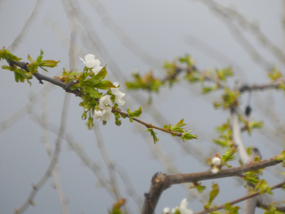 Where Do Cherries Come From? Okanagan Okanogan