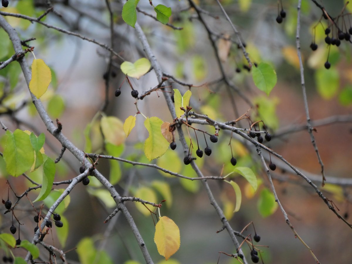 A Crop Unpicked, A Chance Missed, An Opportunity Awaiting – Okanagan ...
